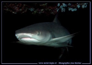 Young shark.. ;O)... by Michel Lonfat 